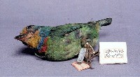 五色鳥藏品圖，第2張